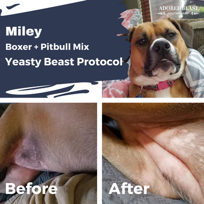 Yeasty Beast Protocol for Dogs - 3 product kit